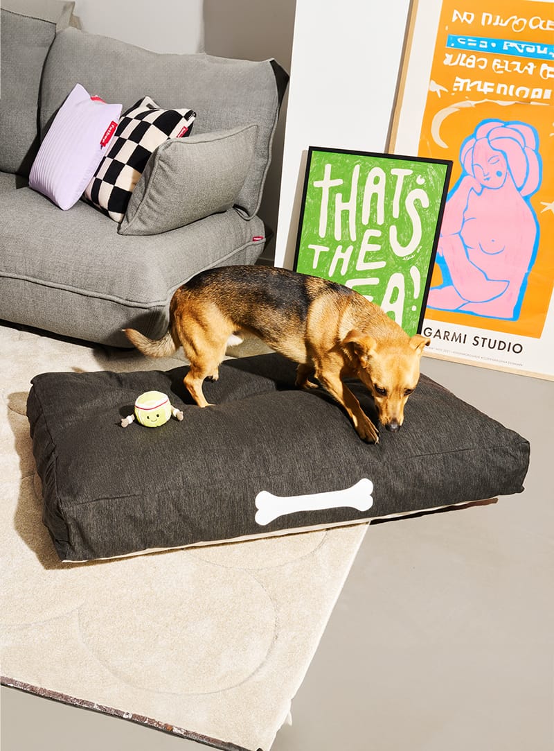 Dog couches for outlet medium dogs